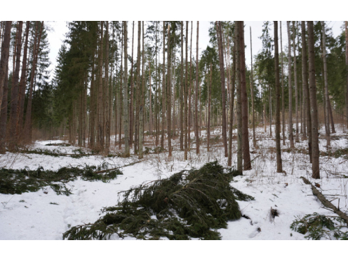 Miškų sanitarinė apsauga 2023 m. pavasarį: kaip galiu apsaugoti savo mišką nuo kenkėjų?
